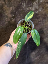 Varigated Philodendron Bipennifolium - Exact Collector Plant - (June-18-17)