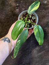 Varigated Philodendron Bipennifolium - Exact Collector Plant - (June-18-17)