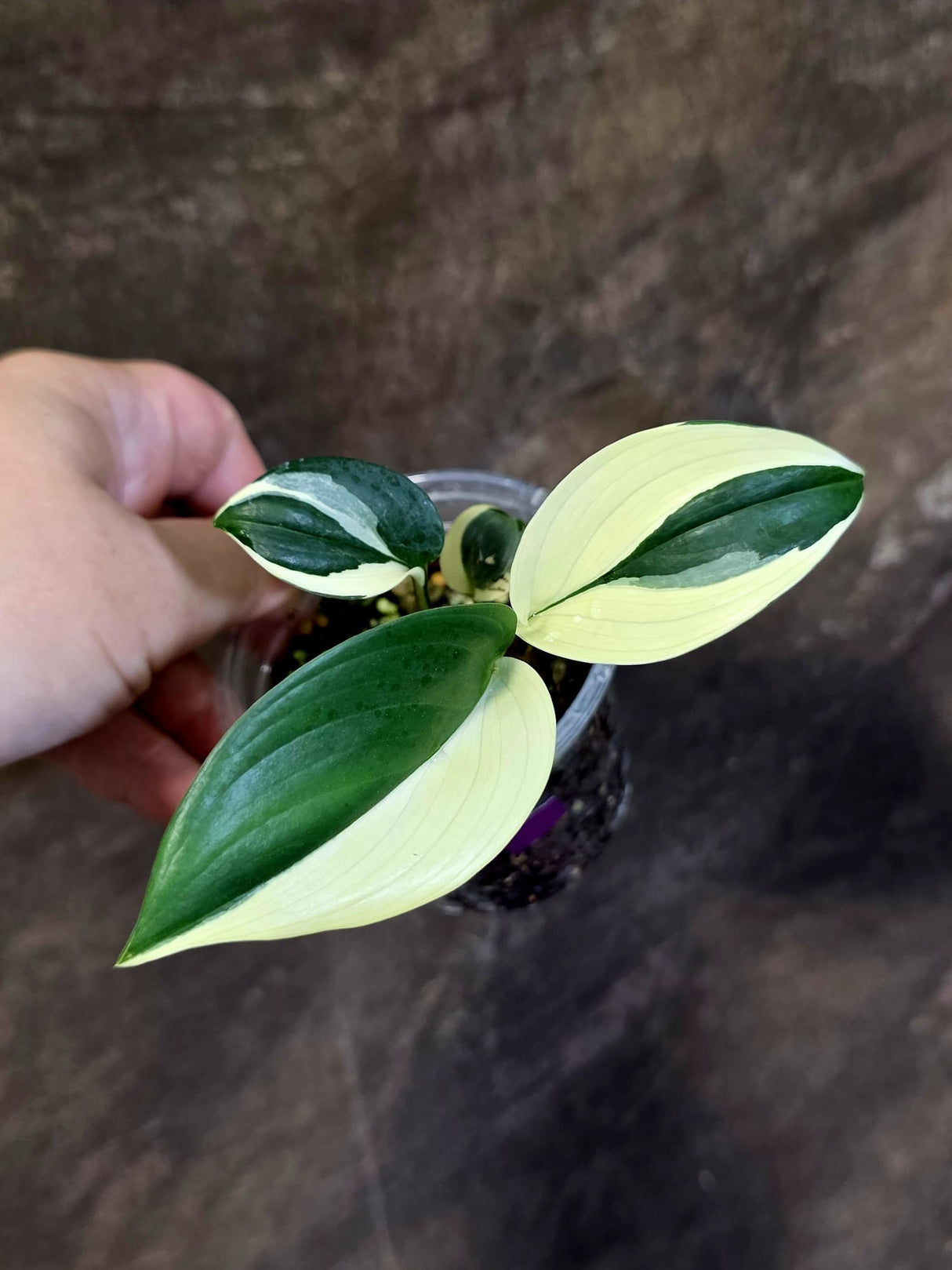 Scindapsus Moonlight Treubii Albo Variegated - Rare Exact Plant - (June-18-13)
