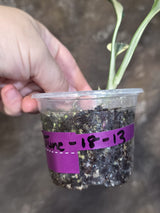 Scindapsus Moonlight Treubii Albo Variegated - Rare Exact Plant - (June-18-13)
