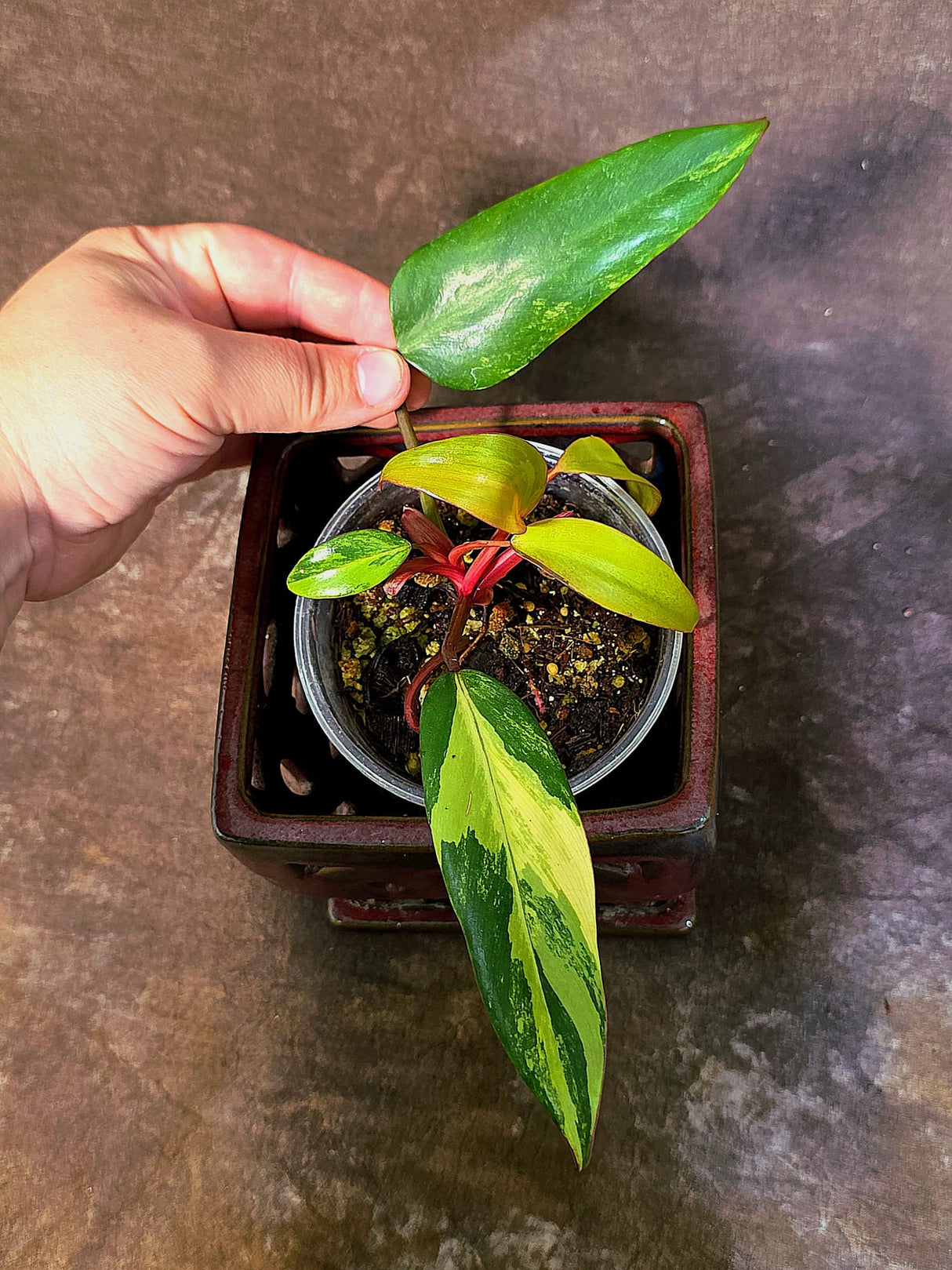 Variegated Philodendron Strawberry Shake - EXACT Plant - (June-18-14)