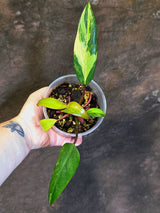 Variegated Philodendron Strawberry Shake - EXACT Plant - (June-18-14)