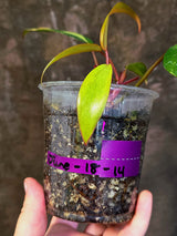 Variegated Philodendron Strawberry Shake - EXACT Plant - (June-18-14)