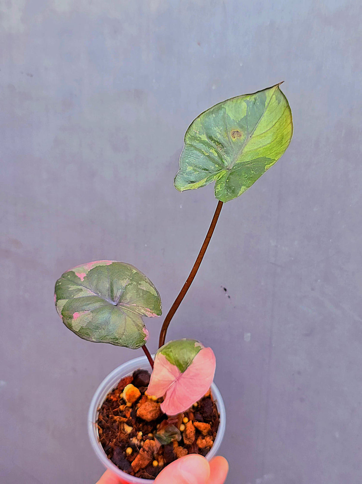 Alocasia Serendipity Pink Variegated - Super Rare Pink Variegated Alocasia (June-17-11)
