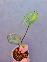 Alocasia Serendipity Pink Variegated - Super Rare Pink Variegated Alocasia (June-17-11)
