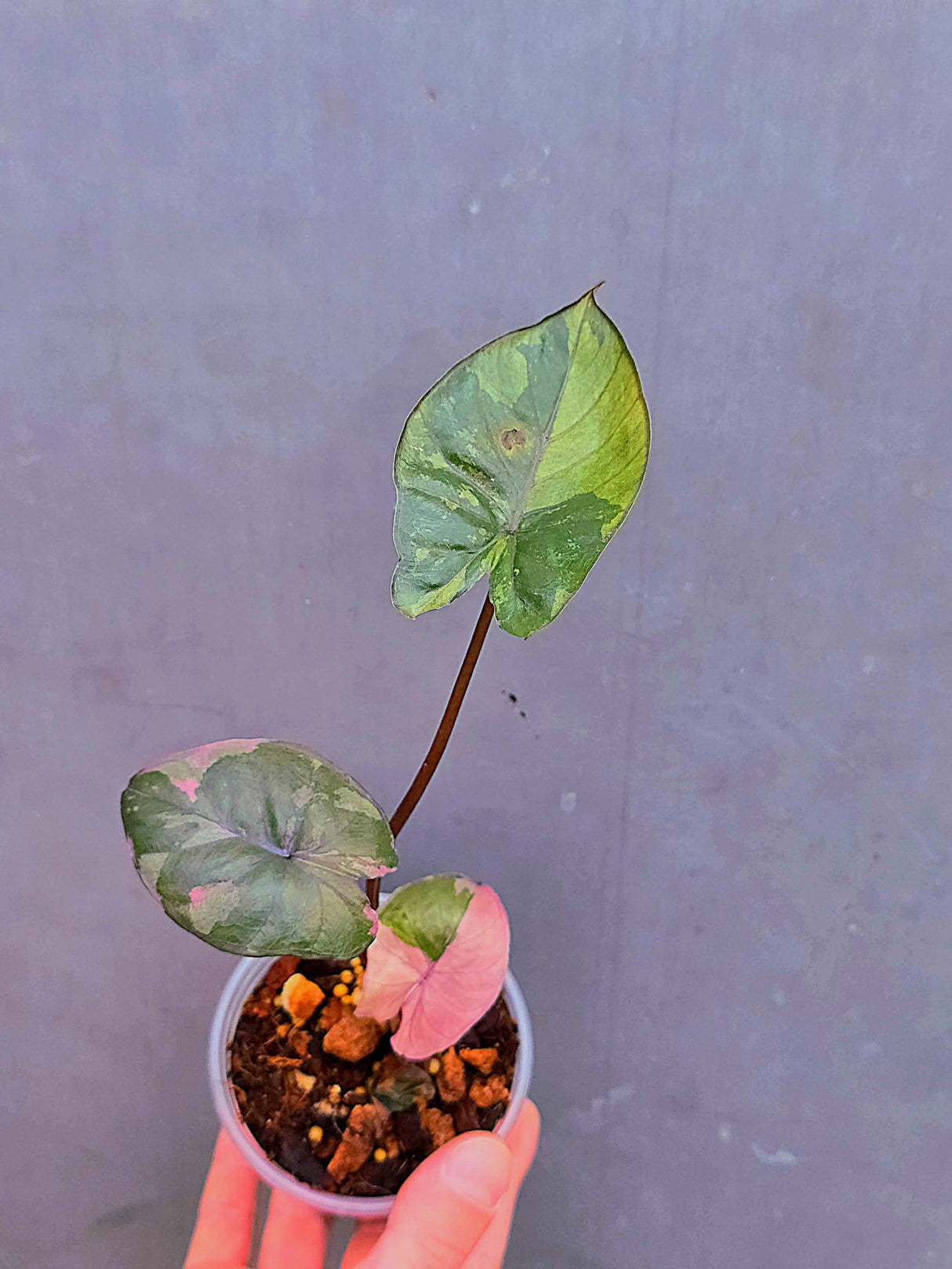 Alocasia Serendipity Pink Variegated - Super Rare Pink Variegated Alocasia (June-17-11)
