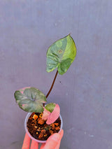 Alocasia Serendipity Pink Variegated - Super Rare Pink Variegated Alocasia (June-17-11)