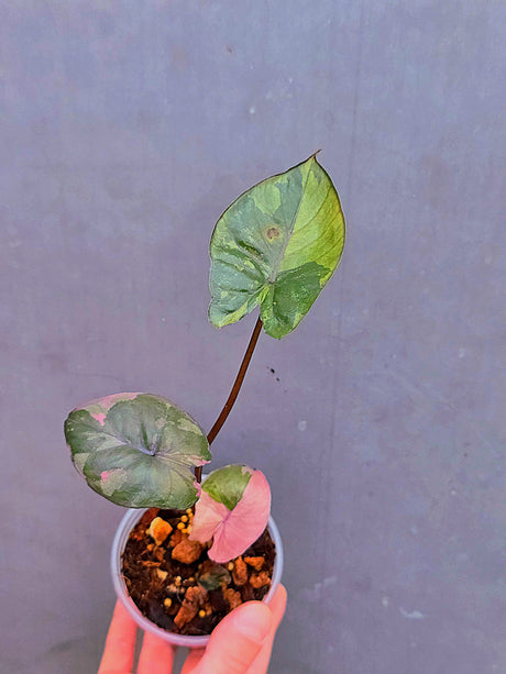 Alocasia Serendipity Pink Variegated - Super Rare Pink Variegated Alocasia (June-17-11)