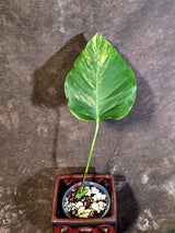 Monstera Borsigiana Aurea Variegated - Rare Exact Plant - (June-22-23)