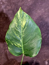 Monstera Borsigiana Aurea Variegated - Rare Exact Plant - (June-22-23)