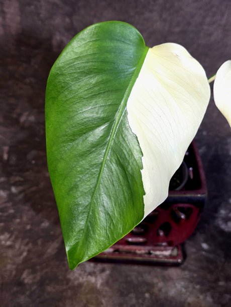 Variegated Monstera Albo Half-Moon Leaf Exact Plant - (June-22-24)
