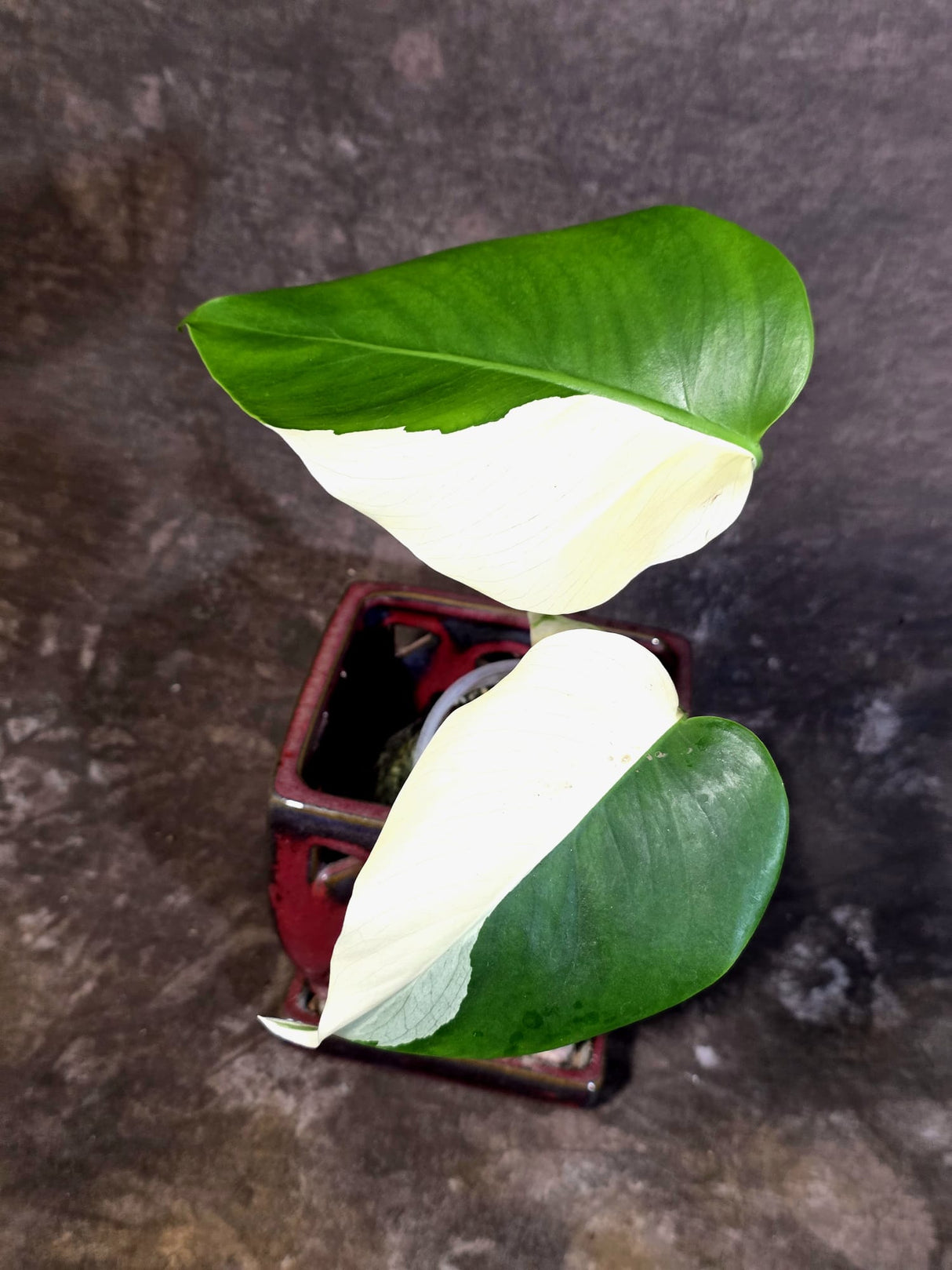 Variegated Monstera Albo Half-Moon Leaf Exact Plant - (June-22-24)