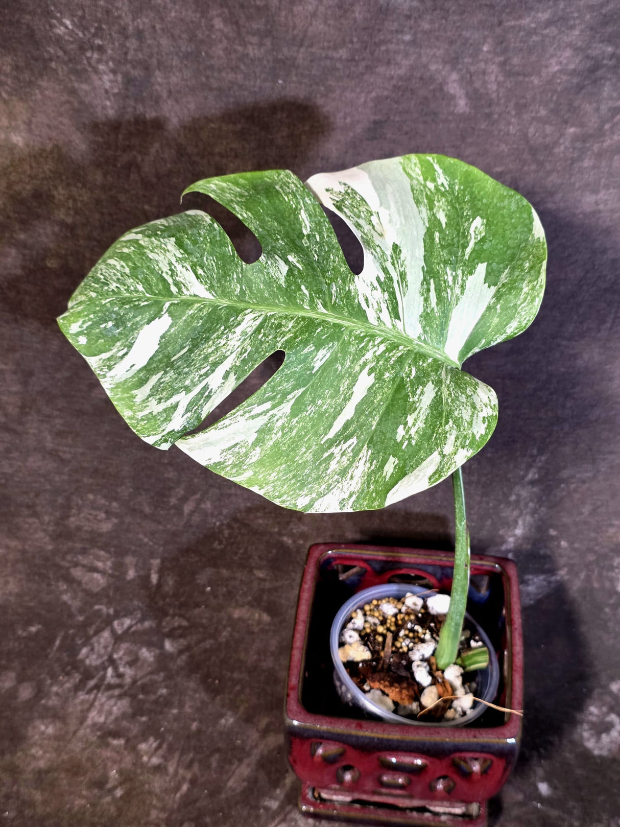 Variegated Monstera Albo - Rare Exact Plant - US Seller - (June-22-26)