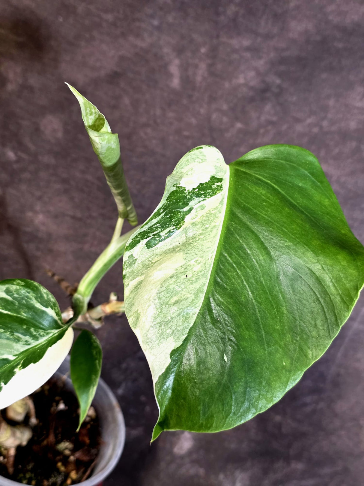 Variegated Monstera Albo - Rare Exact Plant - US Seller - (June-22-25)