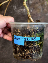 Variegated Monstera Albo - Rare Exact Plant - US Seller - (June-22-25)
