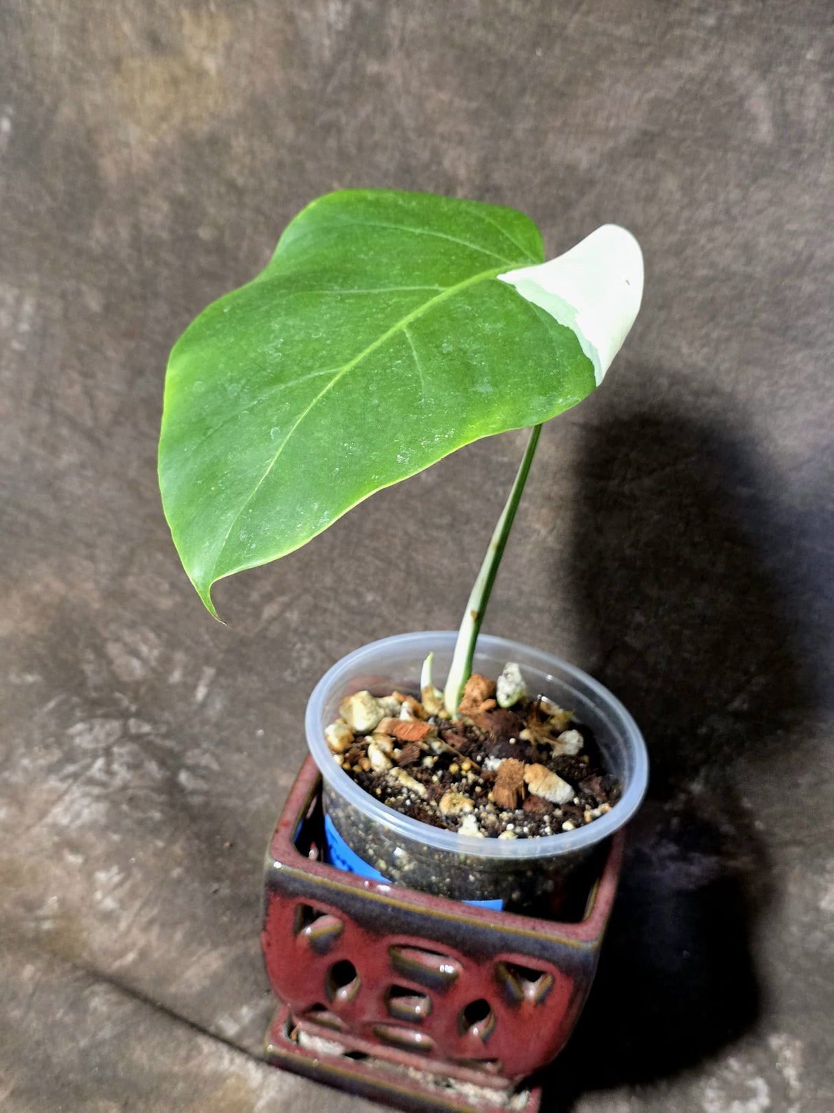 Variegated Monstera Albo - Rare Exact Plant - US Seller - (June-22-27)
