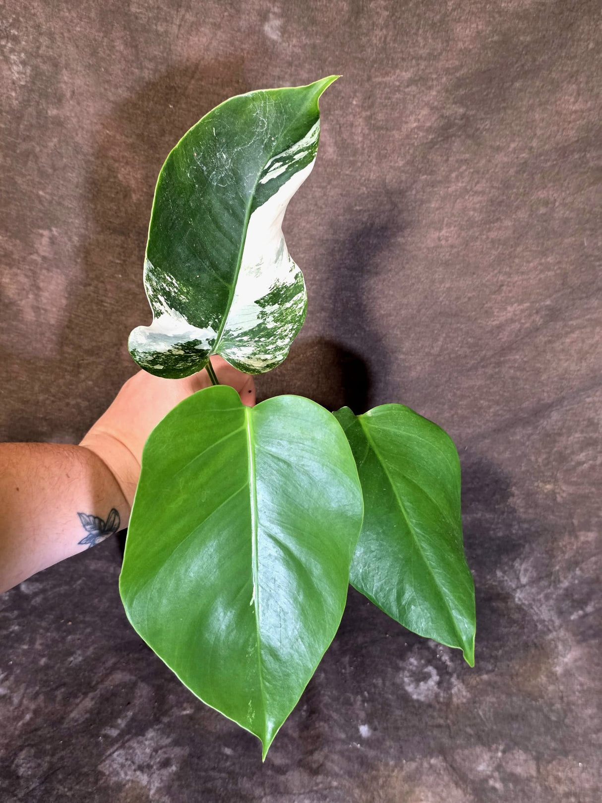 Variegated Monstera Albo - Rare Exact Plant - US Seller - (June-22-29)