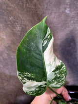 Variegated Monstera Albo - Rare Exact Plant - US Seller - (June-22-29)