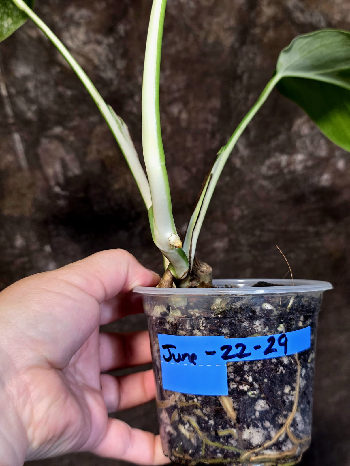 Variegated Monstera Albo - Rare Exact Plant - US Seller - (June-22-29)