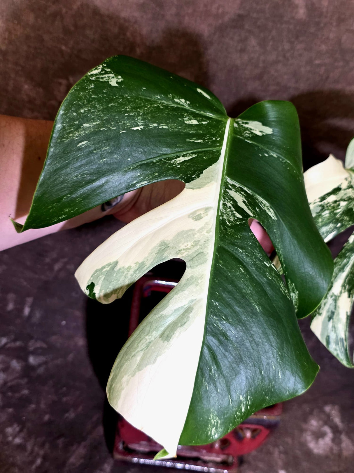 Variegated Monstera Albo - Rare Exact Plant - US Seller - (June-22-28)