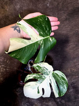 Variegated Monstera Albo - Rare Exact Plant - US Seller - (June-22-28)