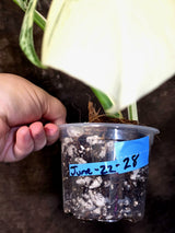 Variegated Monstera Albo - Rare Exact Plant - US Seller - (June-22-28)
