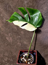 Variegated Monstera Albo Half-Moon Leaf Exact Plant - US Seller - (June-22-32)