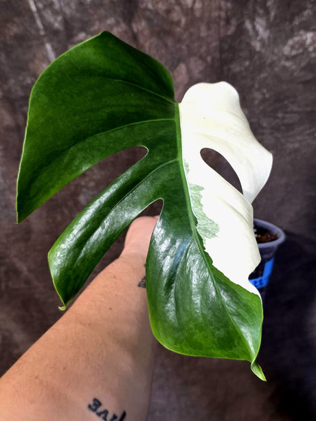 Variegated Monstera Albo Half-Moon Leaf Exact Plant - US Seller - (June-22-32)