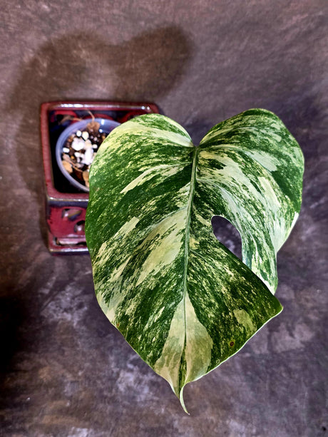 Monstera Borsigiana Aurea Variegated - Rare Exact Plant - (June-22-33)