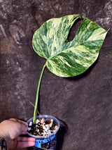 Monstera Borsigiana Aurea Variegated - Rare Exact Plant - (June-22-33)