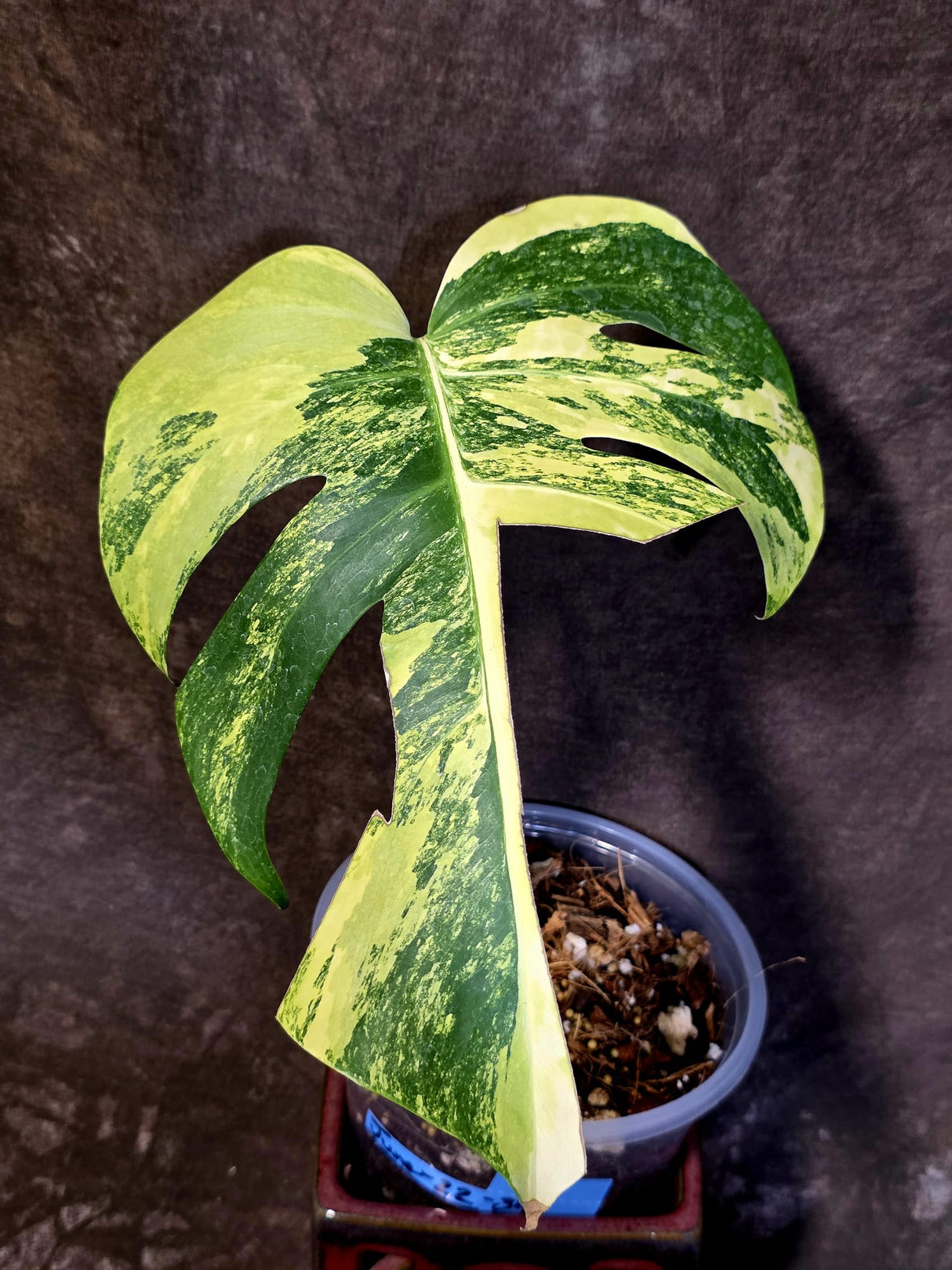 Monstera Borsigiana Aurea Variegated - Rare Exact Plant - (June-22-34)