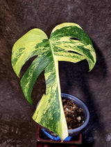 Monstera Borsigiana Aurea Variegated - Rare Exact Plant - (June-22-34)