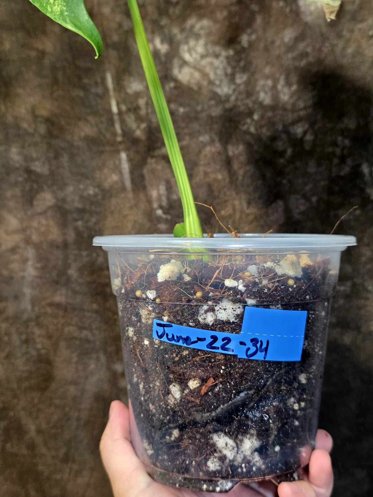 Monstera Borsigiana Aurea Variegated - Rare Exact Plant - (June-22-34)