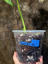 Monstera Borsigiana Aurea Variegated - Rare Exact Plant - (June-22-34)