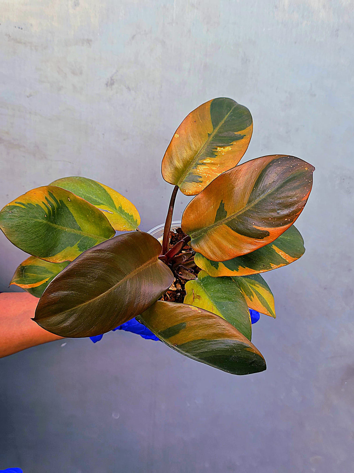 Variegated Black Cardinal Philodendron – Rare Collector Plant (June-22-51)