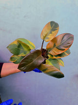 Variegated Black Cardinal Philodendron – Rare Collector Plant (June-22-51)