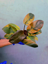 Variegated Black Cardinal Philodendron – Rare Collector Plant (June-22-51)