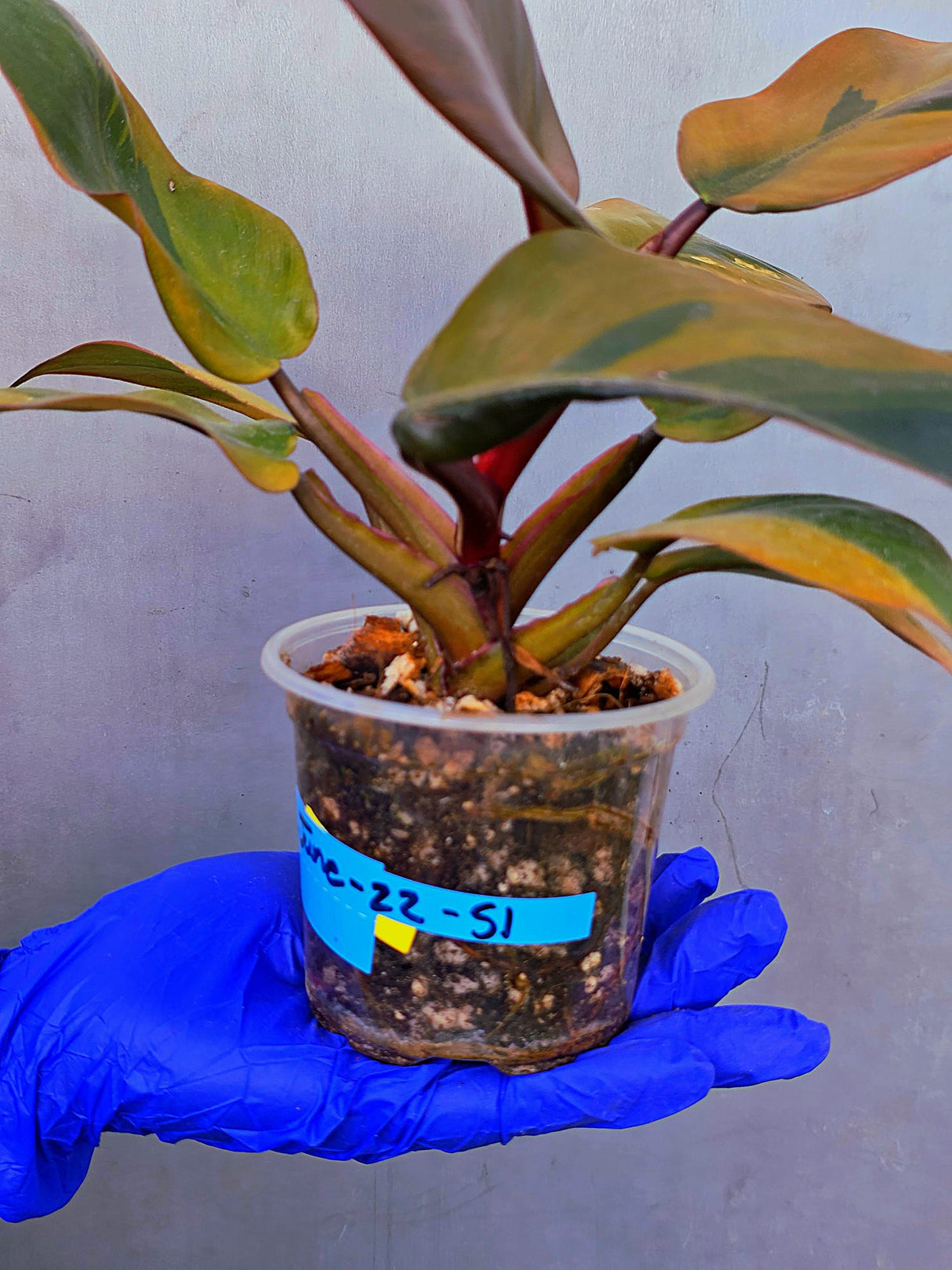 Variegated Black Cardinal Philodendron – Rare Collector Plant (June-22-51)