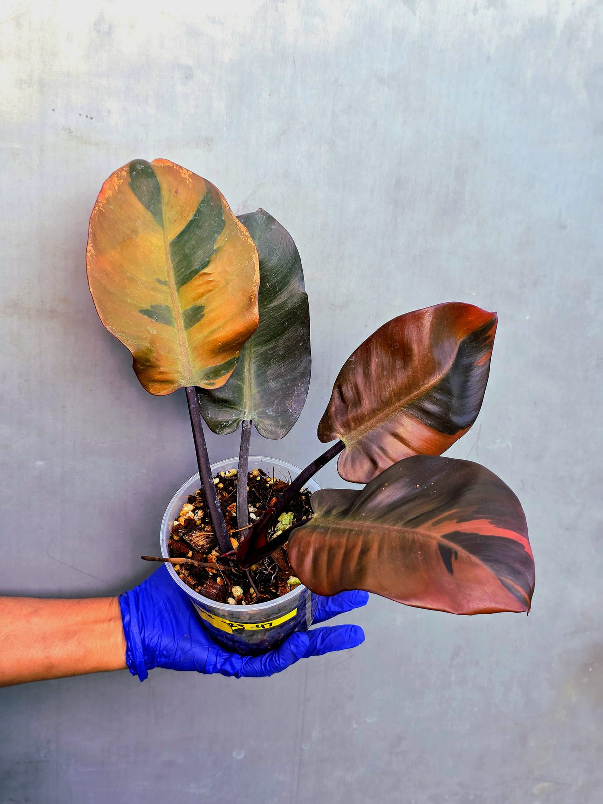 Variegated Black Cardinal Philodendron – Rare Collector Plant (June-23-47)