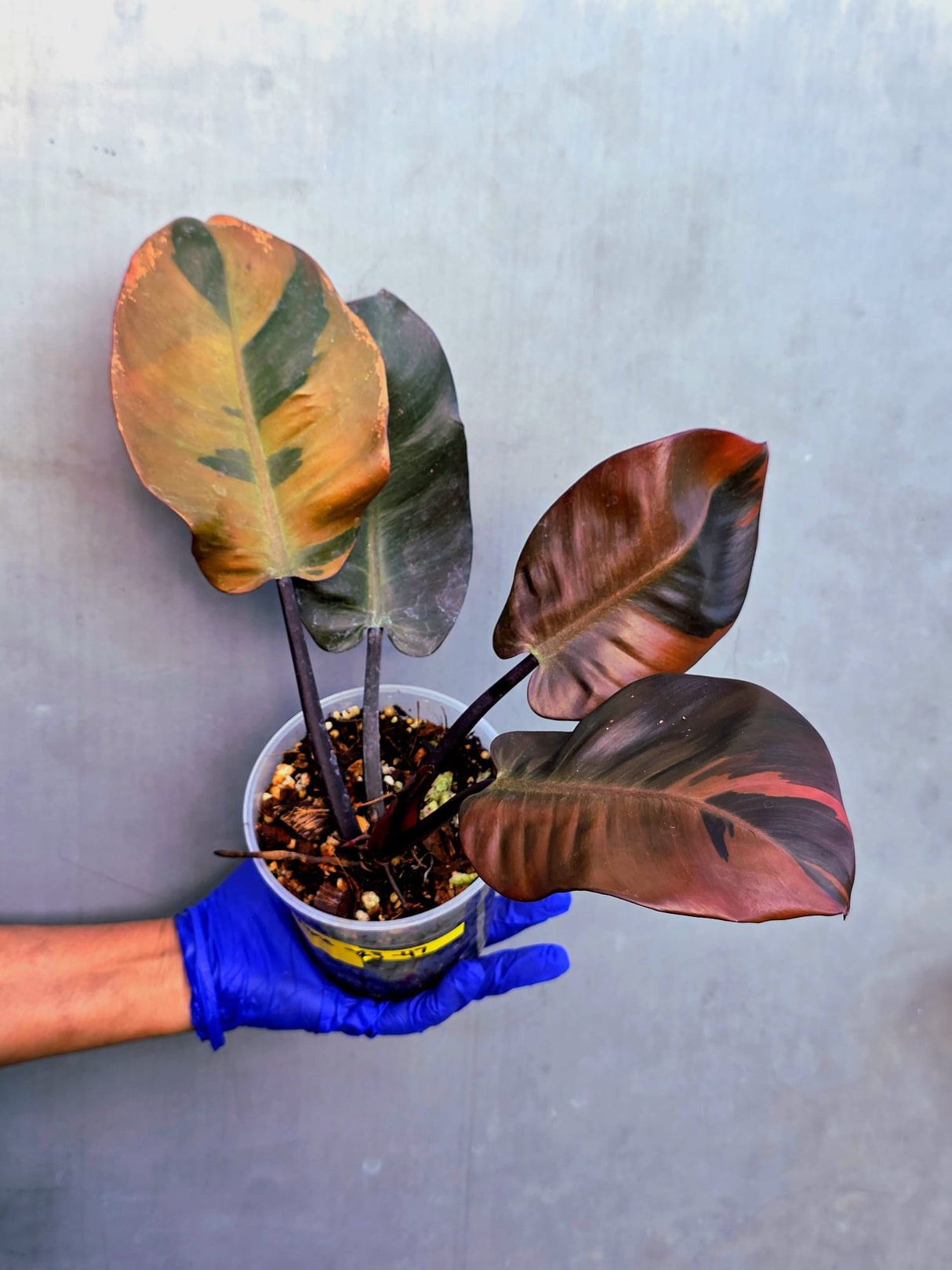 Variegated Black Cardinal Philodendron – Rare Collector Plant (June-23-47)