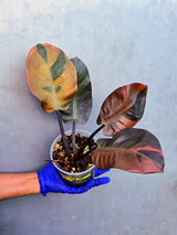 Variegated Black Cardinal Philodendron – Rare Collector Plant (June-23-47)