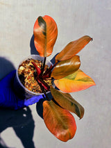 Variegated Black Cardinal Philodendron – Rare Collector Plant (June-23-17)
