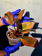 Variegated Black Cardinal Philodendron – Rare Collector Plant (June-23-17)