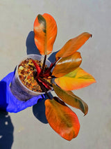Variegated Black Cardinal Philodendron – Rare Collector Plant (June-23-17)