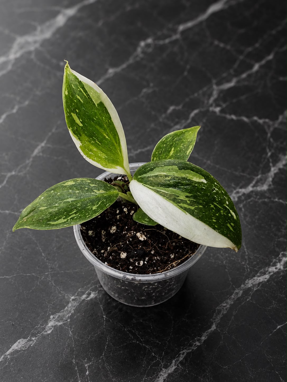 Philodendron White Wizard in a 3" Nursery Pot - White Variegated Philodendron Starter Plant - Fast Growing Indoor Plant