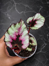 Begonia Rex Kotobuki in 3" Live Houseplant - Rare Rex Begonia - Tropical Indoor Plant - Plant Lover Gift