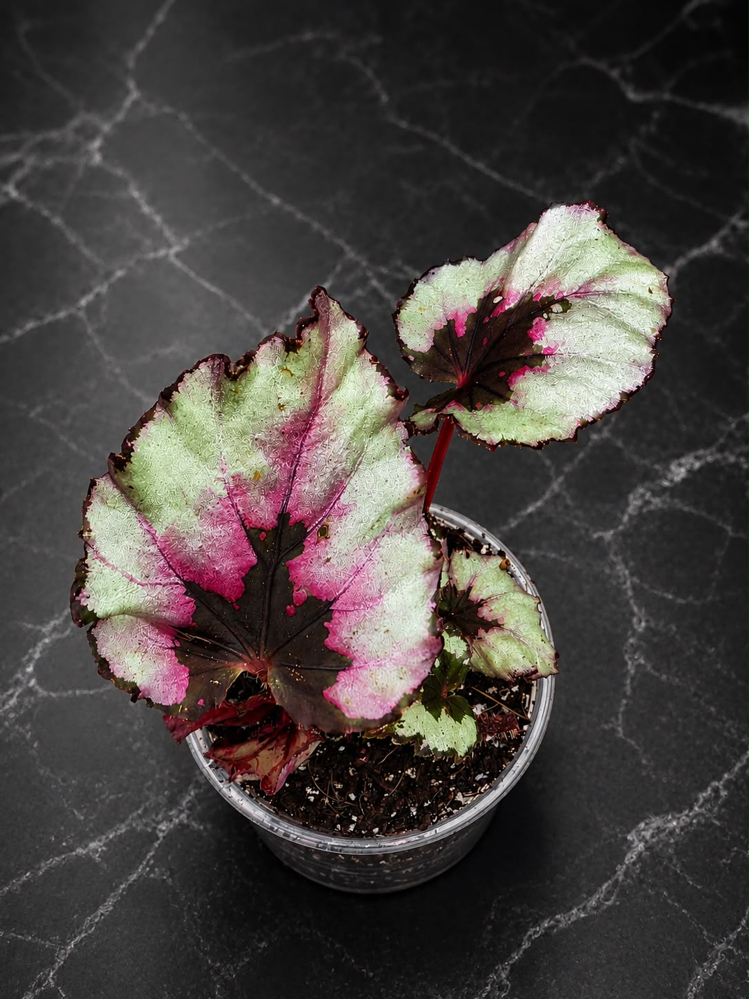 Begonia Rex Kotobuki in 3" Live Houseplant - Rare Rex Begonia - Tropical Indoor Plant - Plant Lover Gift
