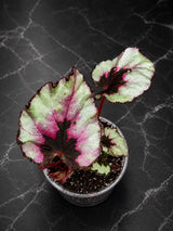 Begonia Rex Kotobuki in 3" Live Houseplant - Rare Rex Begonia - Tropical Indoor Plant - Plant Lover Gift
