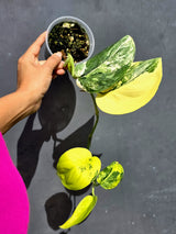 Scindapsus Jade Satin Variegated - Yellow Variegation - (June-22-18)