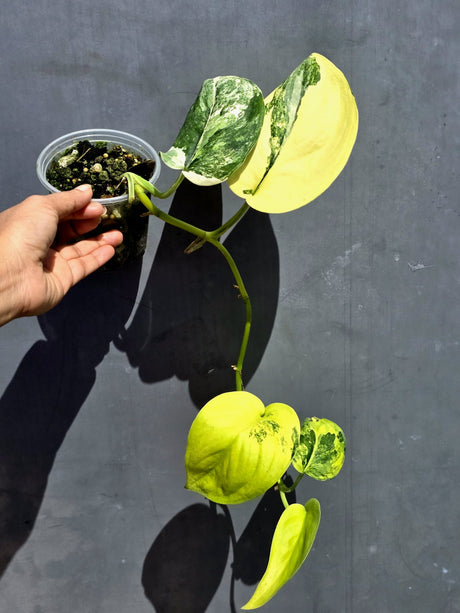 Scindapsus Jade Satin Variegated - Yellow Variegation - (June-22-18)